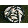 A great catch of Silver Fish from our Pleasure Lake   photo by Roger Harris www photoaction co uk