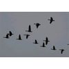 Top Lake Geese by Roger Harris Feb 09