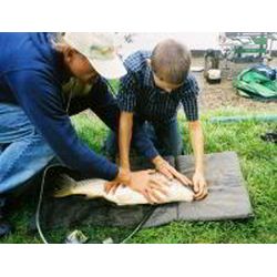 John Lake demonstrates calming a fish by carefully covering its eye
