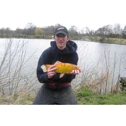 One of the rarest fish from our lakes - a Golden Tench