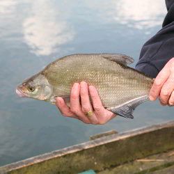 Les Palmer Skimmer Bream 07.07
