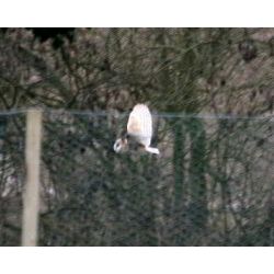Feb 09 Barn Owl Roger Harris News