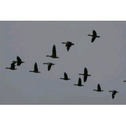 Feb 09 Geese Roger Harris News
