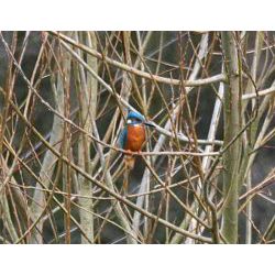 Feb 09 Kingfisher Roger Harris News