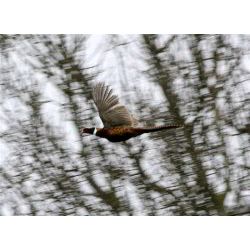 Feb 09 Pheasant Roger Harris News